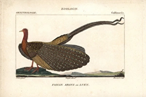 Great argus, Argusianus argus Near threatened Great argus, Argusianus argus Near threatened