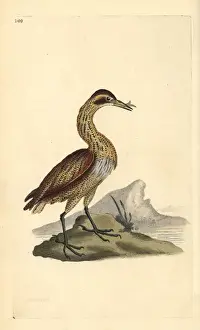 Copperplate Engravings Online Prints: Great bittern, Botaurus stellaris