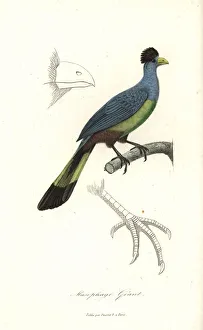 Great blue turaco, Corythaeola cristata Great blue turaco, Corythaeola cristata
