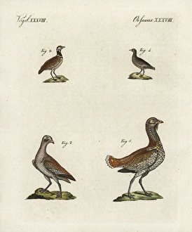 Great bustard and little bustard Great bustard and little bustard