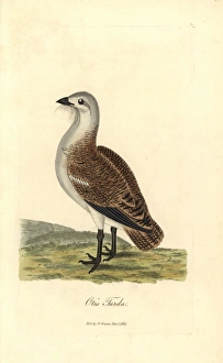 Great bustard, Otis tarda Great bustard, Otis tarda