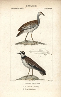 Great bustard, Otis tarda (vulnerable) Great bustard, Otis tarda (vulnerable)