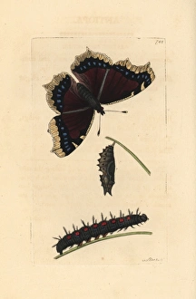 Great Camberwell or mourning cloak butterfly Great Camberwell or mourning cloak butterfly