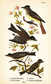 Great crested flycatcher, eastern phoebe, eastern Great crested flycatcher, eastern phoebe, eastern