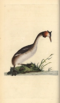 Great crested grebe, Podiceps cristatus Great crested grebe, Podiceps cristatus