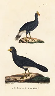 Great curassow and southern helmeted curassow Great curassow and southern helmeted curassow
