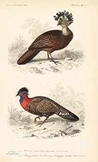 Great curassow (vulnerable) and western tragopan Great curassow (vulnerable) and western tragopan