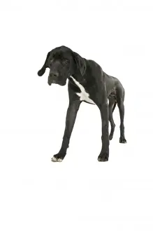Animal Photography UK Prints: Great Dane