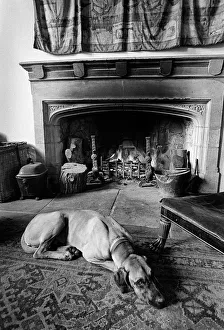 A great dane dog in front of a log fire at Plas Teg A great dane dog in front of a log fire at Plas Teg