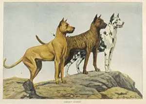 Fawn, Brindle and Harlequin Great Danes Print