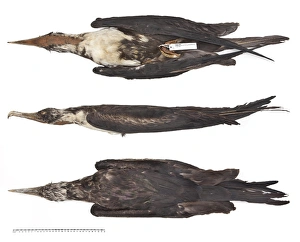 Great frigatebird, Fregata minor nicolli Great frigatebird, Fregata minor nicolli