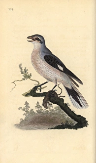 Great grey shrike (female), Lanius excubitor Great grey shrike (female), Lanius excubitor