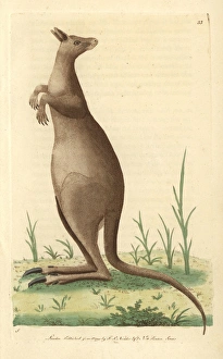 Great kanguroo or eastern grey kangaroo, Macropus giganteus Great kanguroo or eastern grey kangaroo, Macropus giganteus