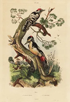 Great and lesser spotted woodpeckers Great and lesser spotted woodpeckers
