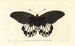 Great mormon butterfly, Papilio memnon Great mormon butterfly, Papilio memnon