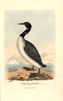 Great northern diver or loon, Gavia immer Great northern diver or loon, Gavia immer
