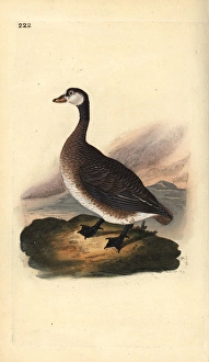 Great northern loon or diver, Gavia immer Great northern loon or diver, Gavia immer
