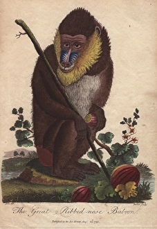 Great ribbed-nose baboon, Mandrillus sphinx Great ribbed-nose baboon, Mandrillus sphinx