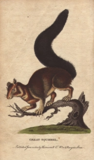 Great squirrel, Malabar squirrel, Indian giant Great squirrel, Malabar squirrel, Indian giant