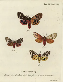 Great tiger moth varieties, Arctia caja Great tiger moth varieties, Arctia caja