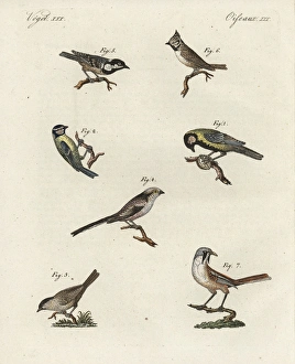 Great tit, blue tit, marsh tit, coal tit, crested Great tit, blue tit, marsh tit, coal tit, crested