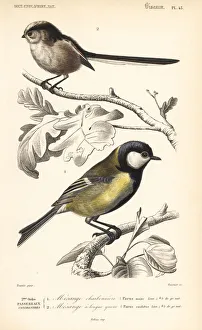 Great tit, Parus major, and long-tailed tit Great tit, Parus major, and long-tailed tit