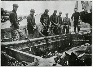Great Yarmouth - Herring Harvest 1905 Great Yarmouth - Herring Harvest 1905