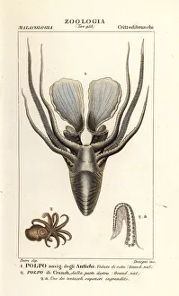 Greater argonaut and winged argonaut octopus Greater argonaut and winged argonaut octopus