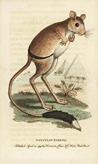Greater Egyptian jerboa, Jaculus orientalis Greater Egyptian jerboa, Jaculus orientalis
