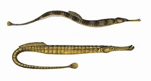 Greater Pipefish and Broad-Nosed Pipefish Greater Pipefish and Broad-Nosed Pipefish