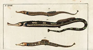 Greater pipefish and Sargassum pipefish Greater pipefish and Sargassum pipefish