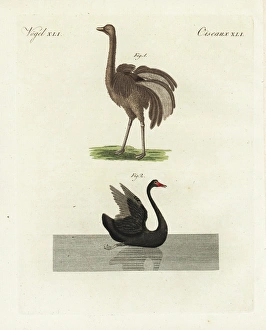 Greater rhea, Rhea americana, and black swan, Cygnus atratus Greater rhea, Rhea americana, and black swan, Cygnus atratus