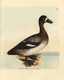 Greater scaup duck, Aythya marila, female Greater scaup duck, Aythya marila, female