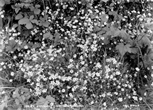 Greater Stitchwort (Stellaria Holostea) Greater Stitchwort (Stellaria Holostea)