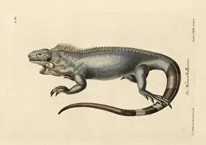 Green or American iguana, Iguana iguana Green or American iguana, Iguana iguana