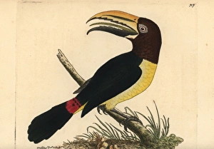 Green aracari toucan, Pteroglossus viridis Green aracari toucan, Pteroglossus viridis