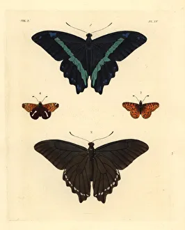 Green-banded swallowtail and spotted fritillary butterfly Green-banded swallowtail and spotted fritillary butterfly