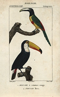 Green-billed or red-breasted toucan, Ramphastos Green-billed or red-breasted toucan, Ramphastos