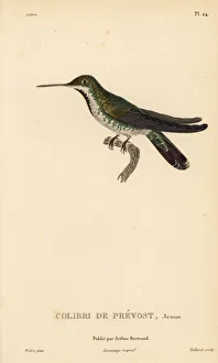 Green-breasted mango, Anthracothorax prevostii. Juvenile Green-breasted mango, Anthracothorax prevostii. Juvenile