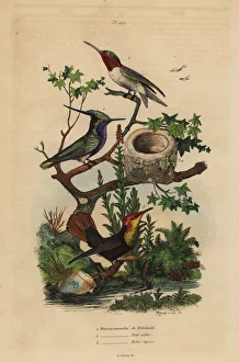 Green-crowned plovercrest, ruby-throated Green-crowned plovercrest, ruby-throated