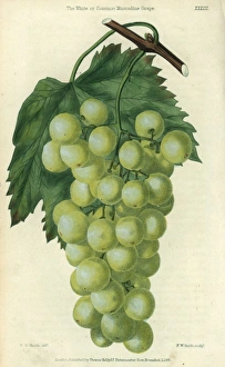 Green grapes, vine and leaf of the White or Green grapes, vine and leaf of the White or