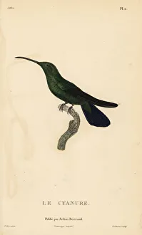 Green mango hummingbird, Anthracothorax viridis. Male Green mango hummingbird, Anthracothorax viridis. Male