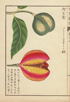 Green and red seeds of nutmeg and mace, Myristica Green and red seeds of nutmeg and mace, Myristica