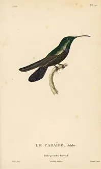 Green-throated carib, Eulampis holosericeus. Male adult Green-throated carib, Eulampis holosericeus. Male adult