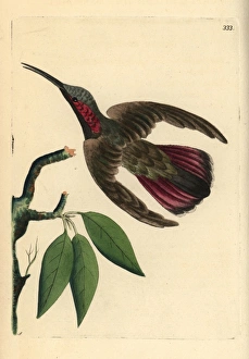 Green-throated mango hummingbird, Anthracothorax viridigula Green-throated mango hummingbird, Anthracothorax viridigula