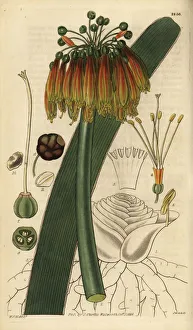 Green-tip forest lily, Clivia nobilis Green-tip forest lily, Clivia nobilis