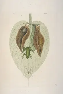 Mark Catesby's Hand-Coloured Print of Green Tree Frog (1731)