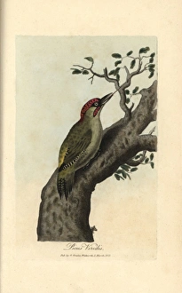 Green woodpecker, Picus viridis Green woodpecker, Picus viridis