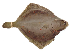 Greetings card in the shape of flat brown fish Greetings card in the shape of flat brown fish