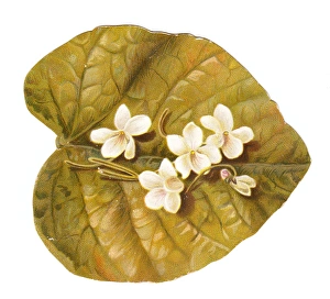Greetings card in the shape of a leaf with white flowers Greetings card in the shape of a leaf with white flowers